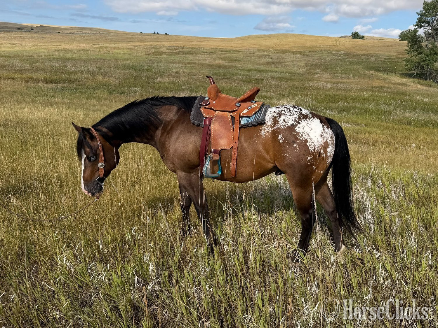 Montana "WAYLON" Bay Gelding POA