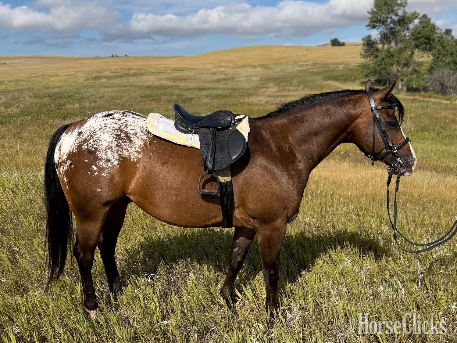 "WAYLON" Bay Gelding POA - POA in Montana