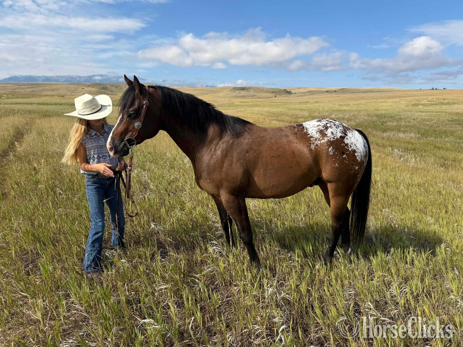 "WAYLON" Bay Gelding POA - POA