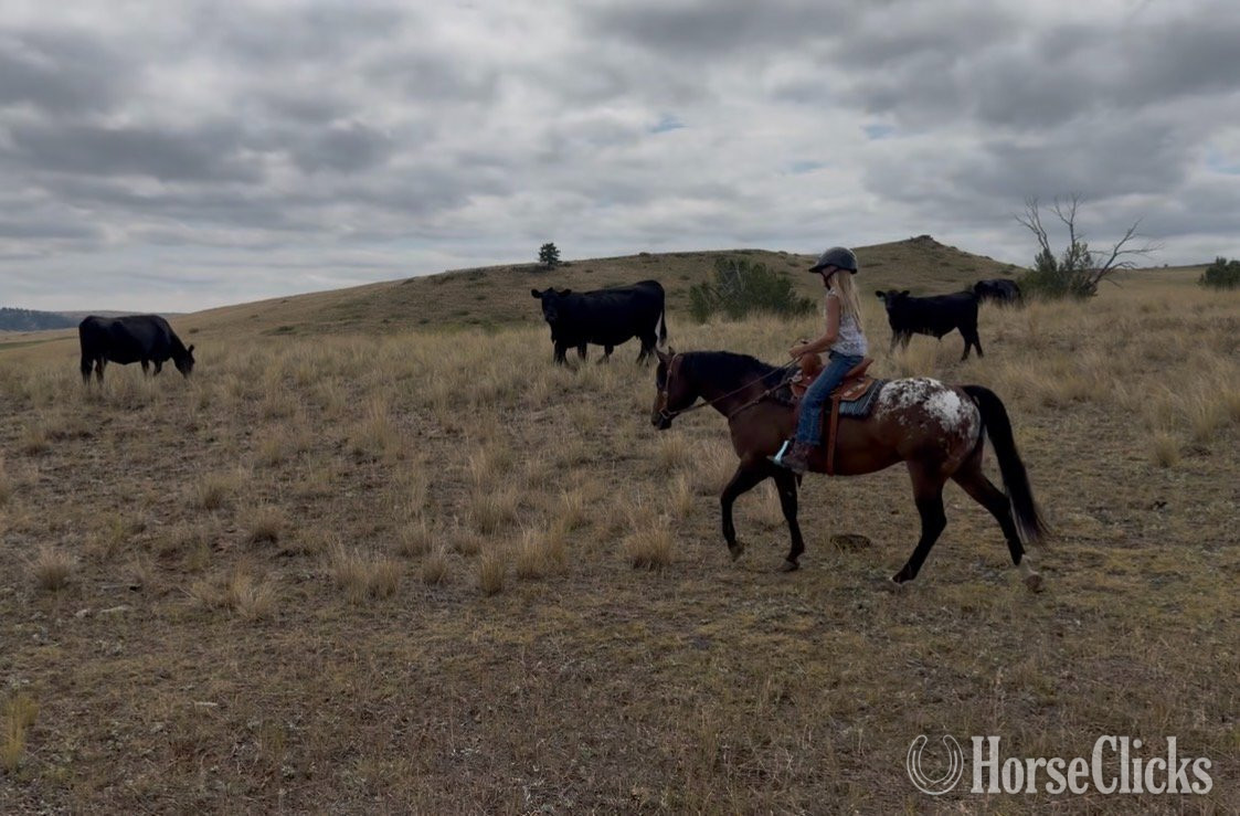 "WAYLON" Bay Gelding POA Montana