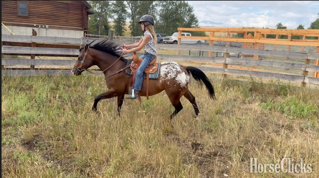 POA - "WAYLON" Bay Gelding POA
