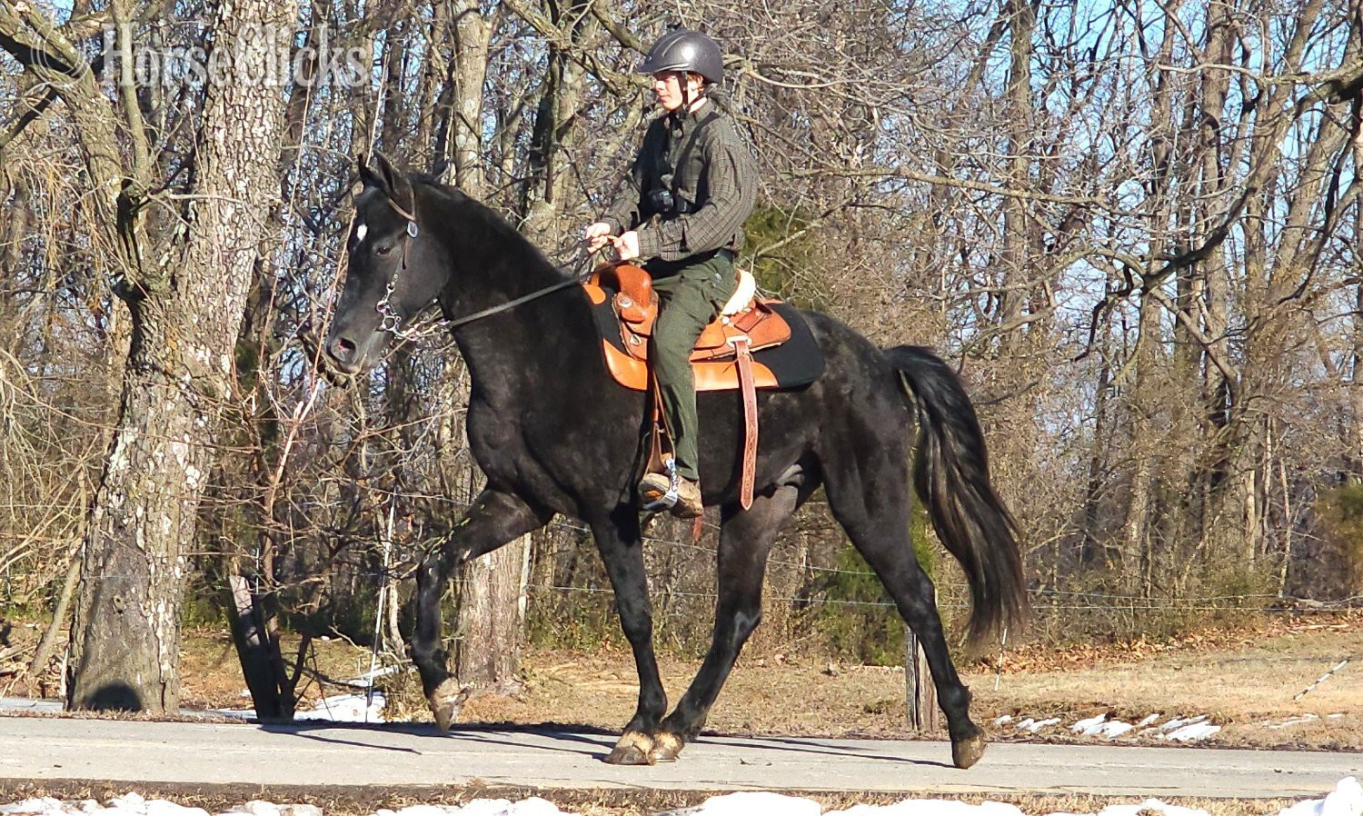 "Perfection's Gable Grey" Grey Stallion Tennessee Walker in Kentucky