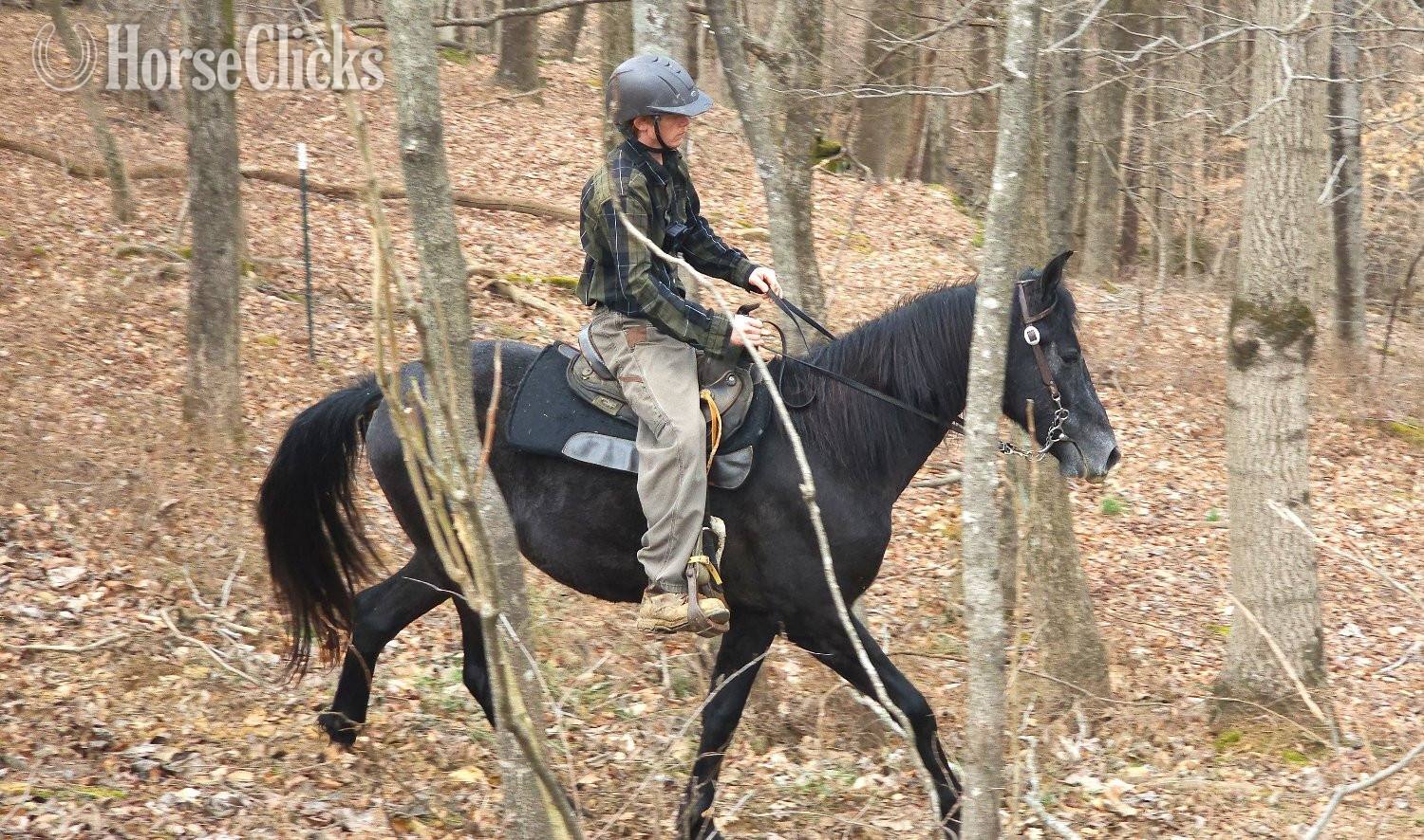 "Perfection's Gable Grey" Grey Stallion Tennessee Walker