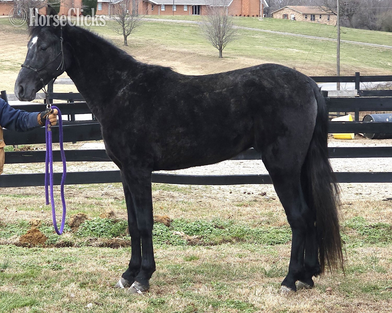 Kentucky "Perfection's Gable Grey" Grey Stallion Tennessee Walker