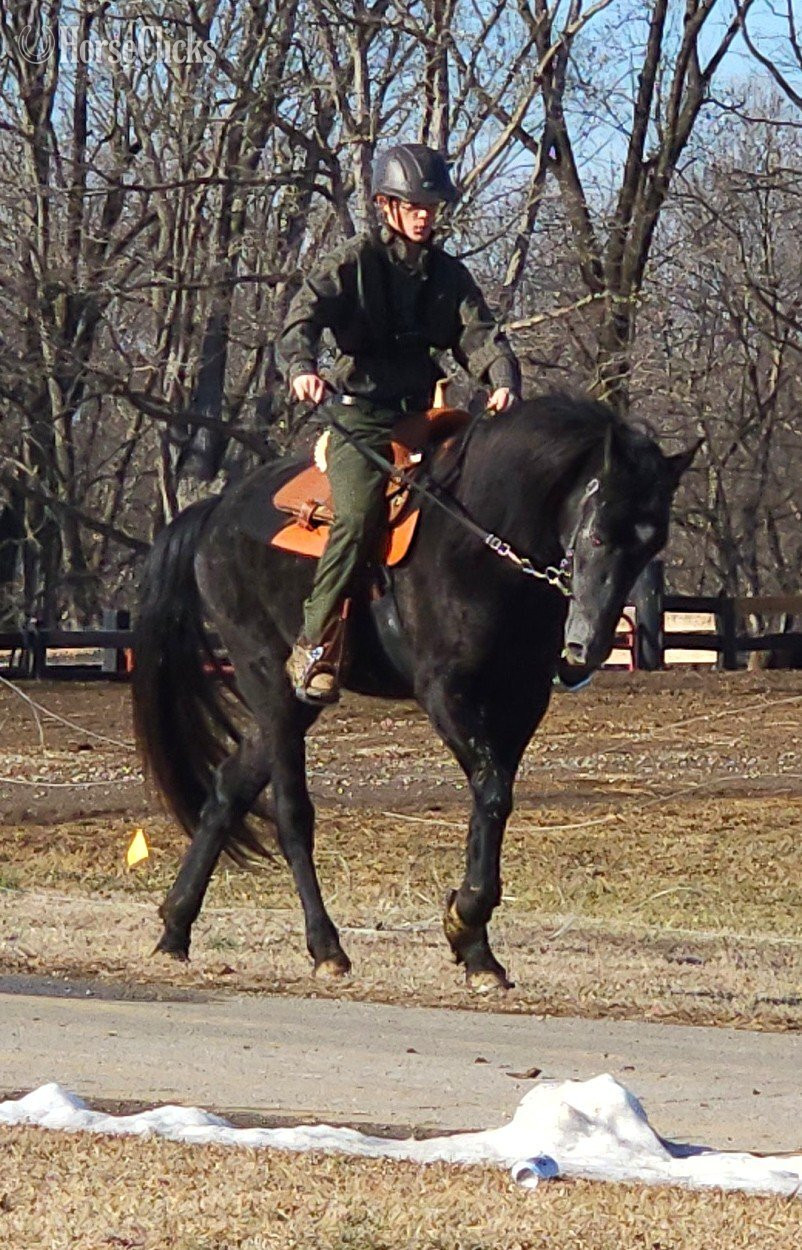 "Perfection's Gable Grey" Grey Stallion Tennessee Walker - Tennessee Walker in Kentucky