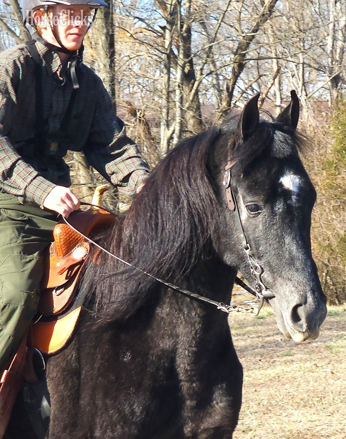 "Perfection's Gable Grey" Grey Stallion Tennessee Walker - Tennessee Walker