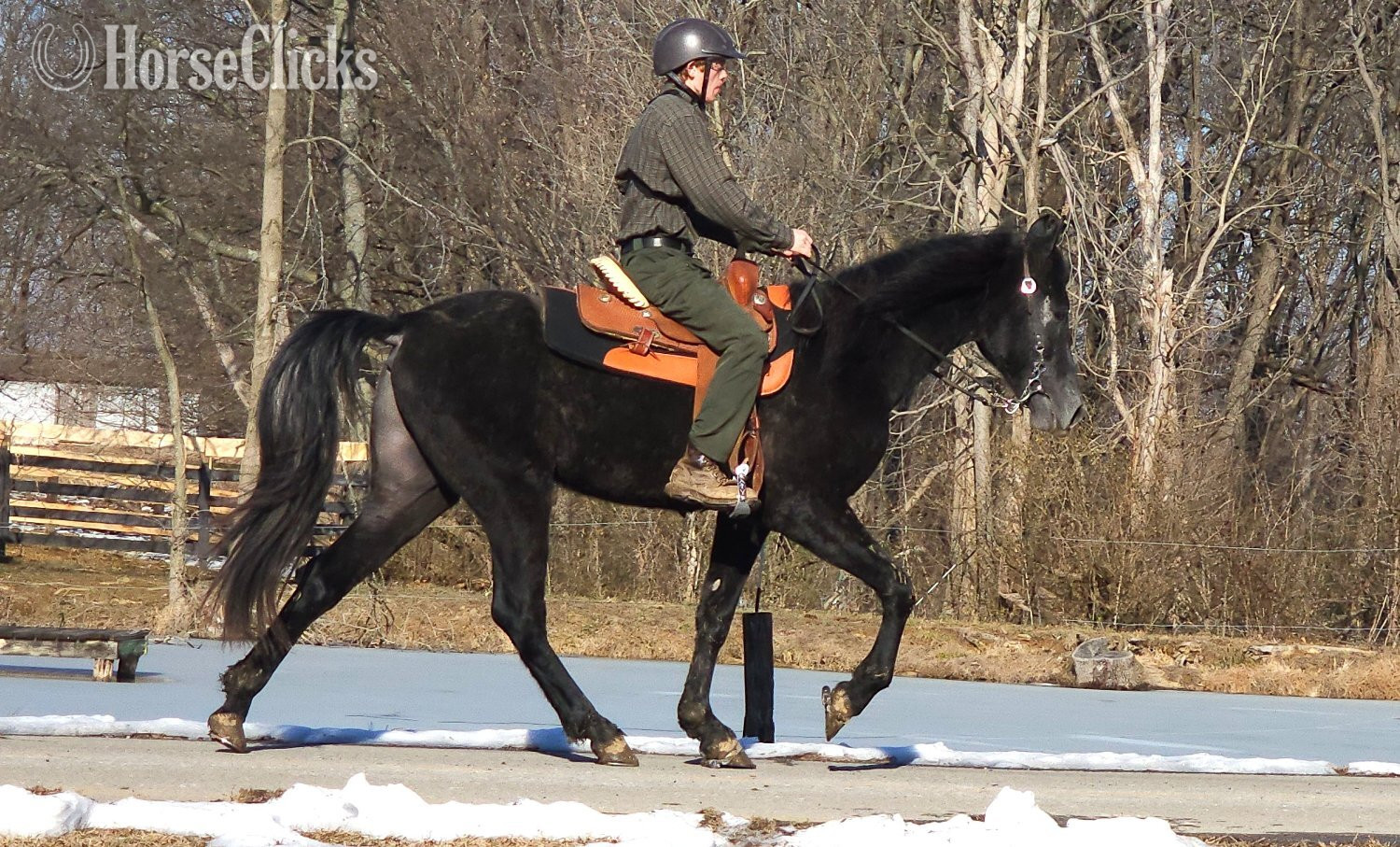 "Perfection's Gable Grey" Grey Stallion Tennessee Walker Kentucky