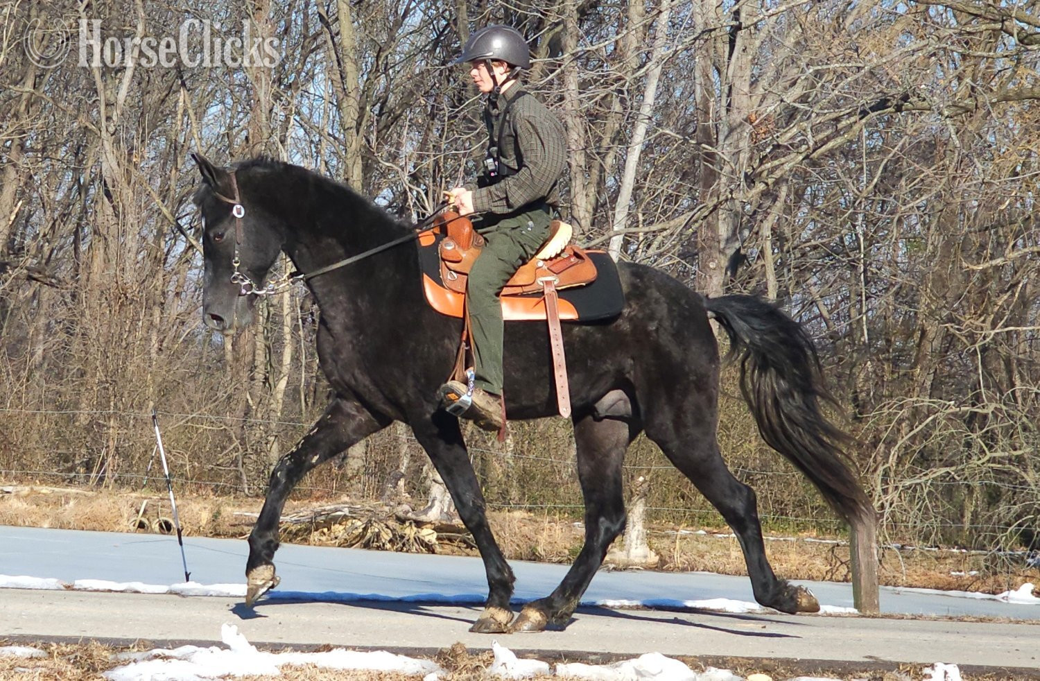 Tennessee Walker - "Perfection's Gable Grey" Grey Stallion Tennessee Walker in Kentucky