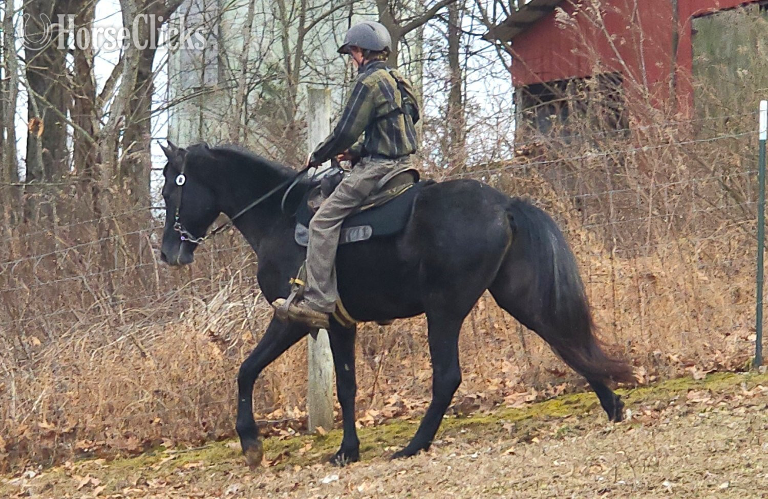 Tennessee Walker - "Perfection's Gable Grey" Grey Stallion Tennessee Walker