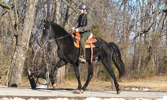 "Perfection's Gable Grey" Grey Stallion Tennessee Walker
