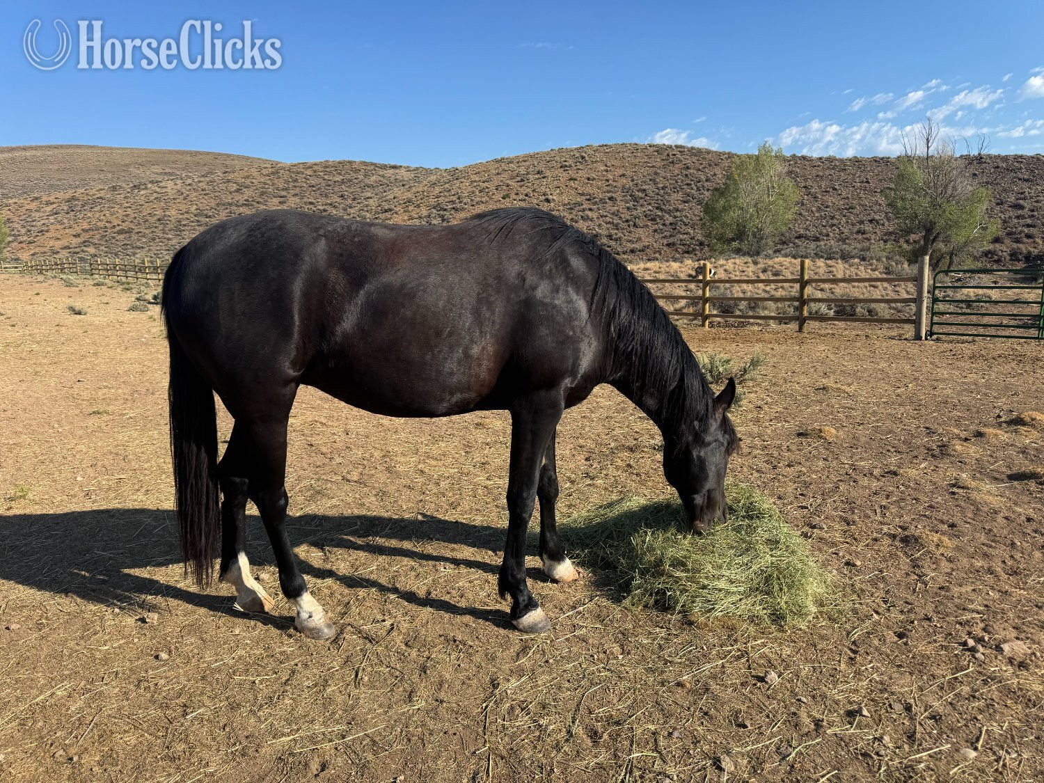 "Lady" Black Mare Tennessee Walker in Colorado