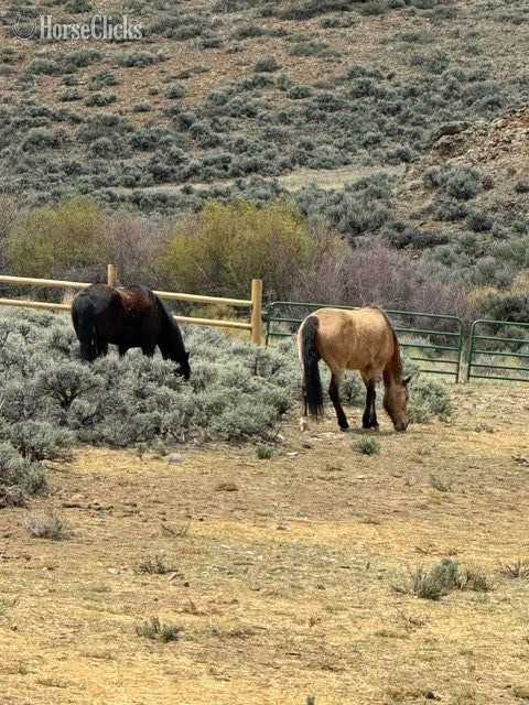 "Lady" Black Mare Tennessee Walker
