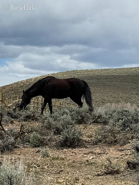 Colorado "Lady" Black Mare Tennessee Walker