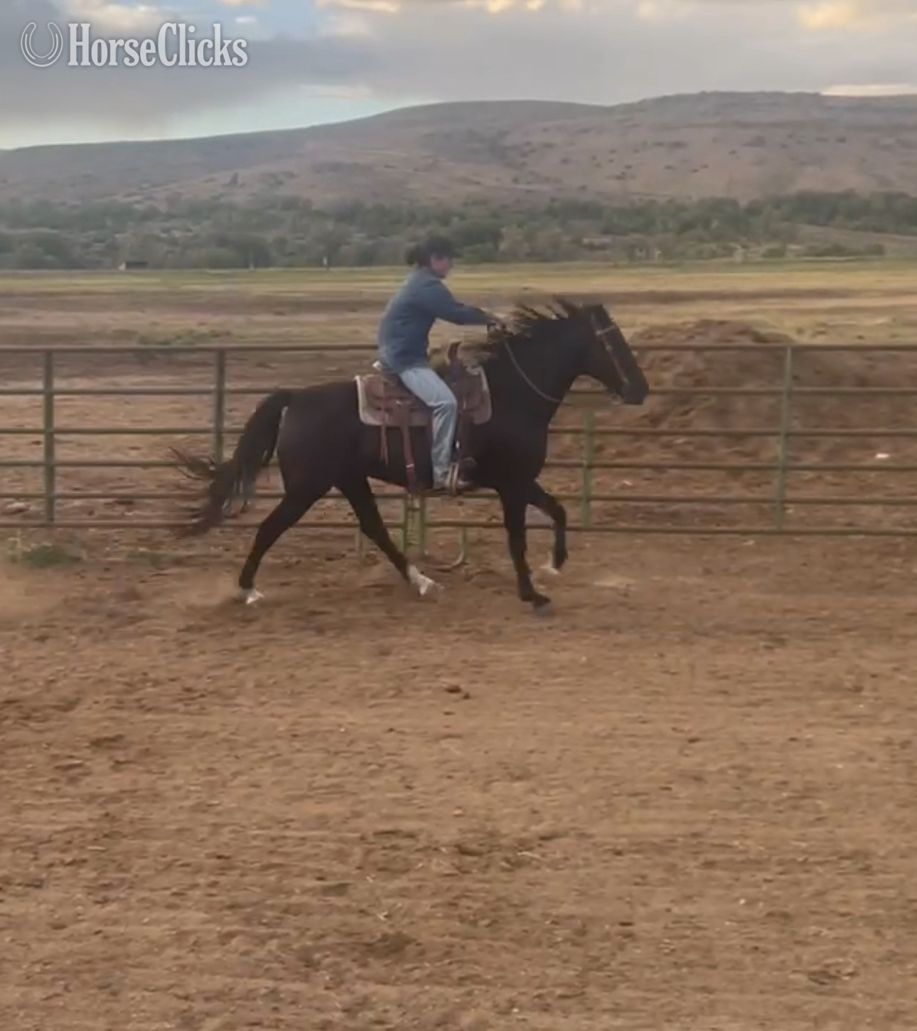 "Lady" Black Mare Tennessee Walker - Tennessee Walker in Colorado