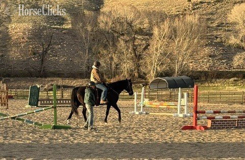 "Lady" Black Mare Tennessee Walker - Tennessee Walker in Colorado