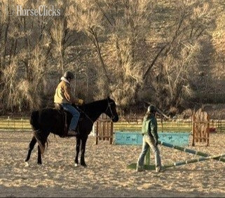 "Lady" Black Mare Tennessee Walker - Tennessee Walker