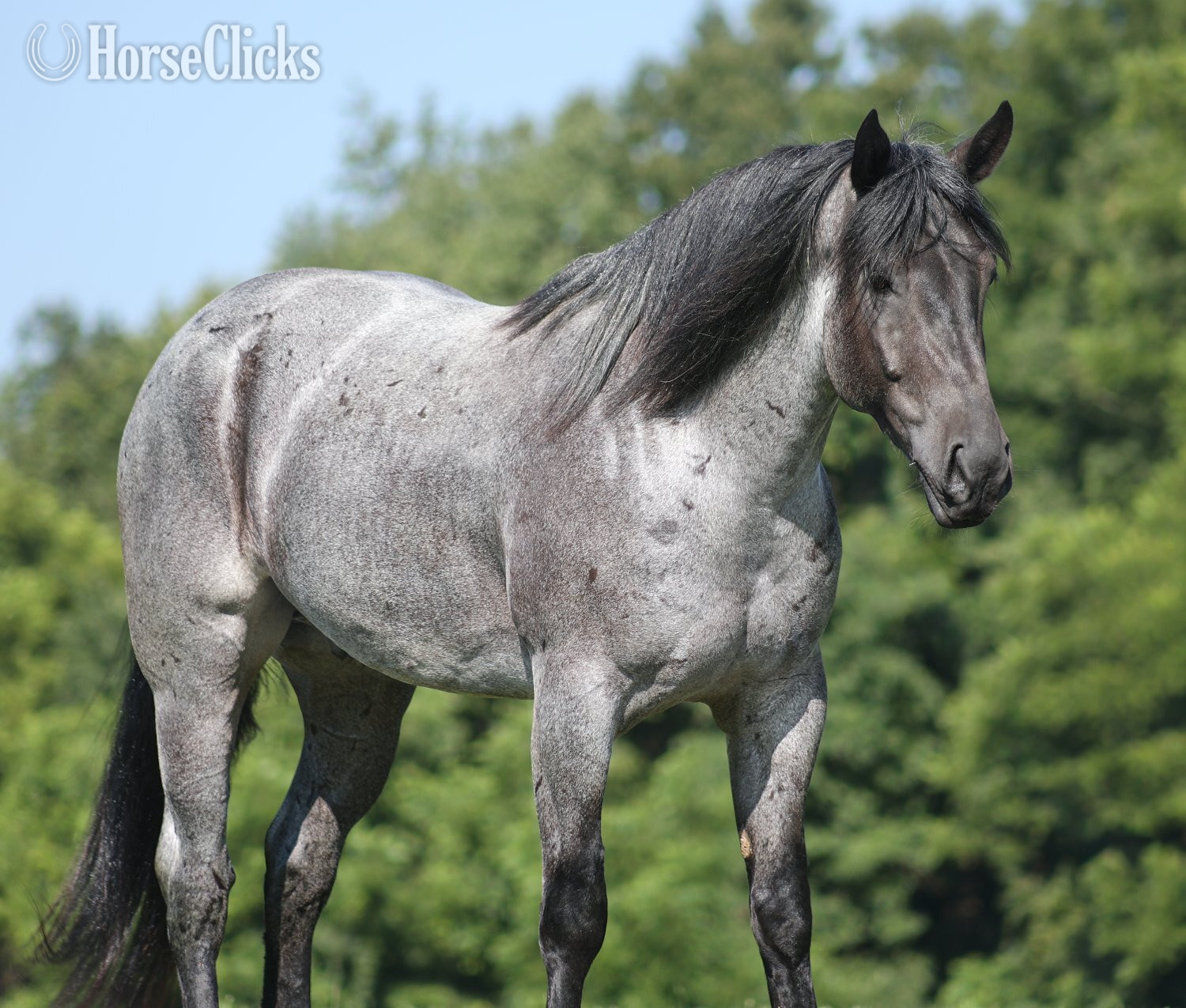 "" Blue Roan Gelding Quarter Horse