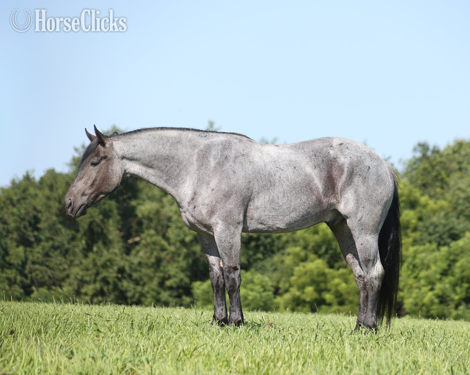 Kentucky "" Blue Roan Gelding Quarter Horse