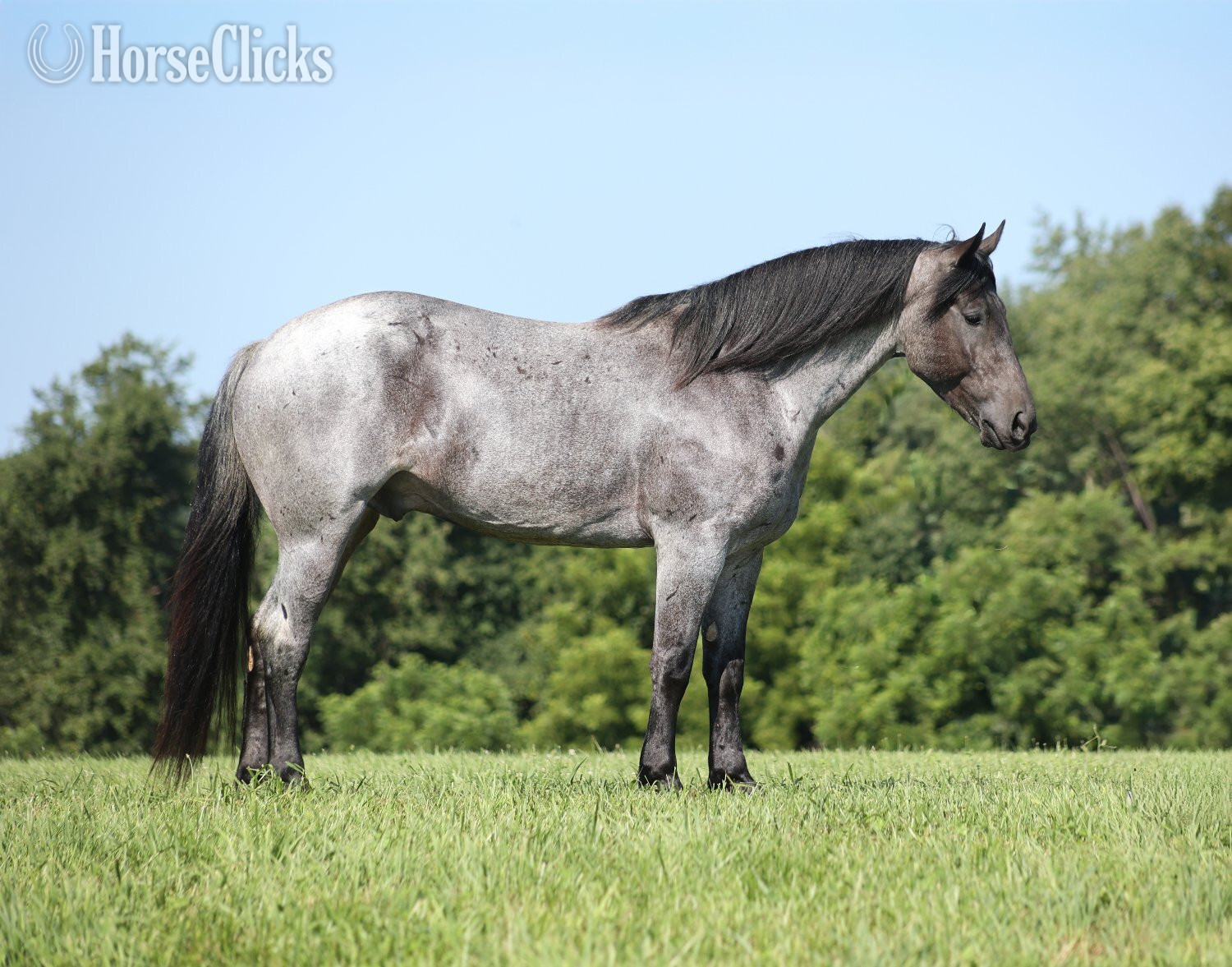 "" Blue Roan Gelding Quarter Horse - Quarter Horse in Kentucky