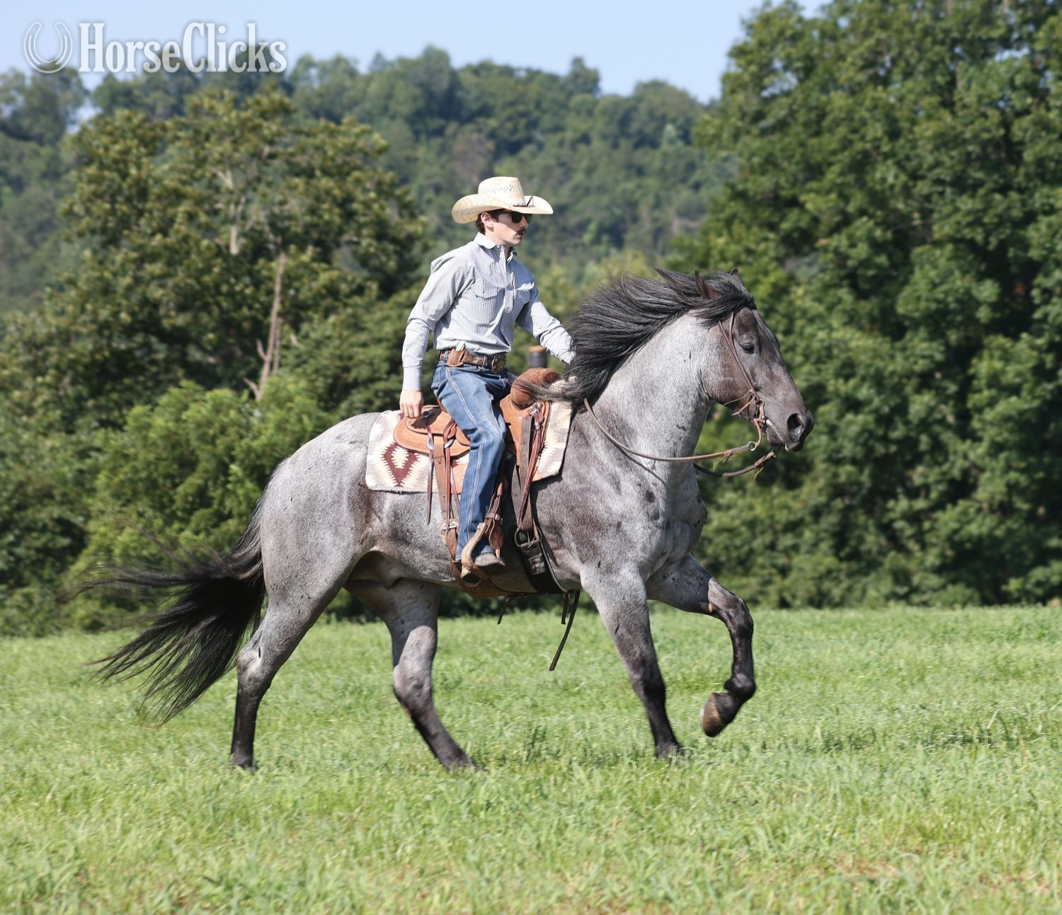 "" Blue Roan Gelding Quarter Horse Kentucky