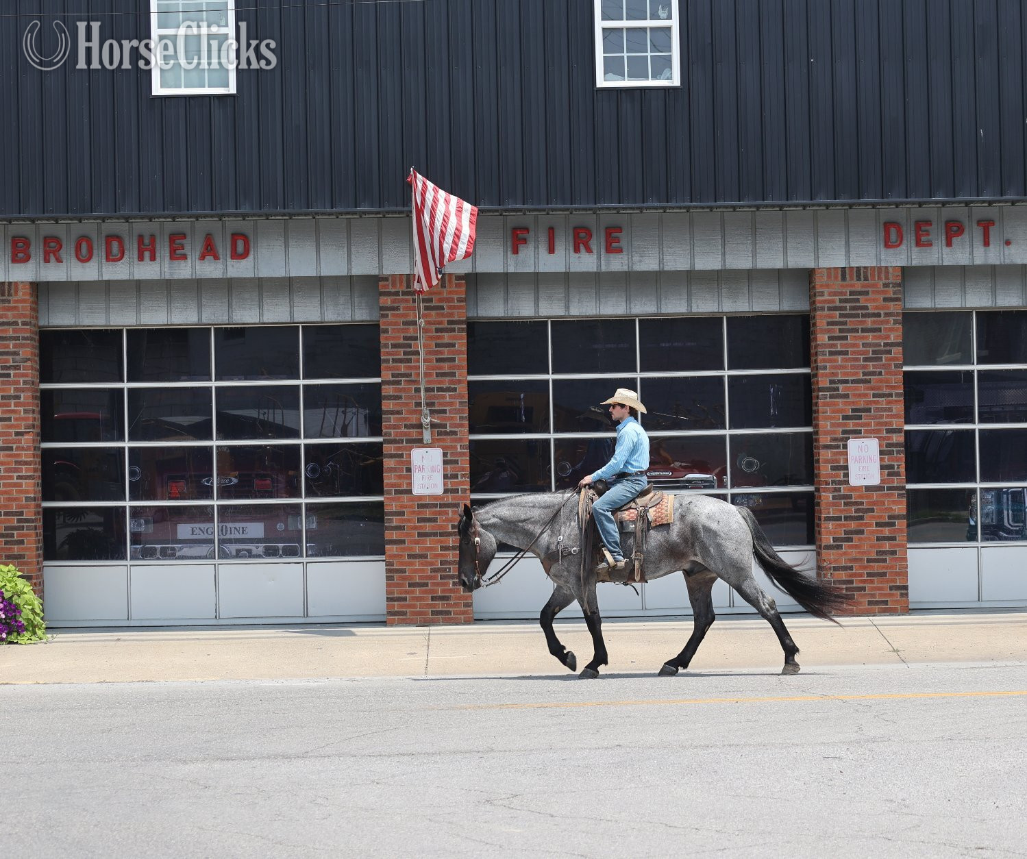 Quarter Horse - "" Blue Roan Gelding Quarter Horse