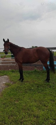"EWSZ Briana " Bay Mare Warmblood in Ontario