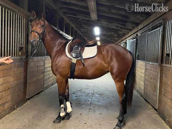 "EWSZ Briana " Bay Mare Warmblood