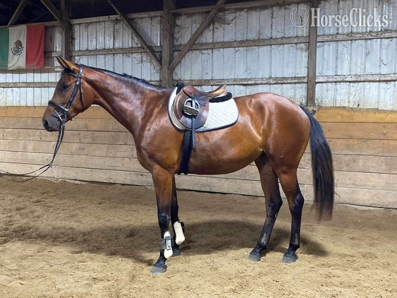 Ontario "EWSZ Briana " Bay Mare Warmblood