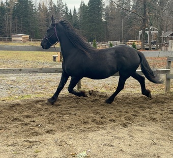 "Fionha L.S.F" Black Mare Friesian
