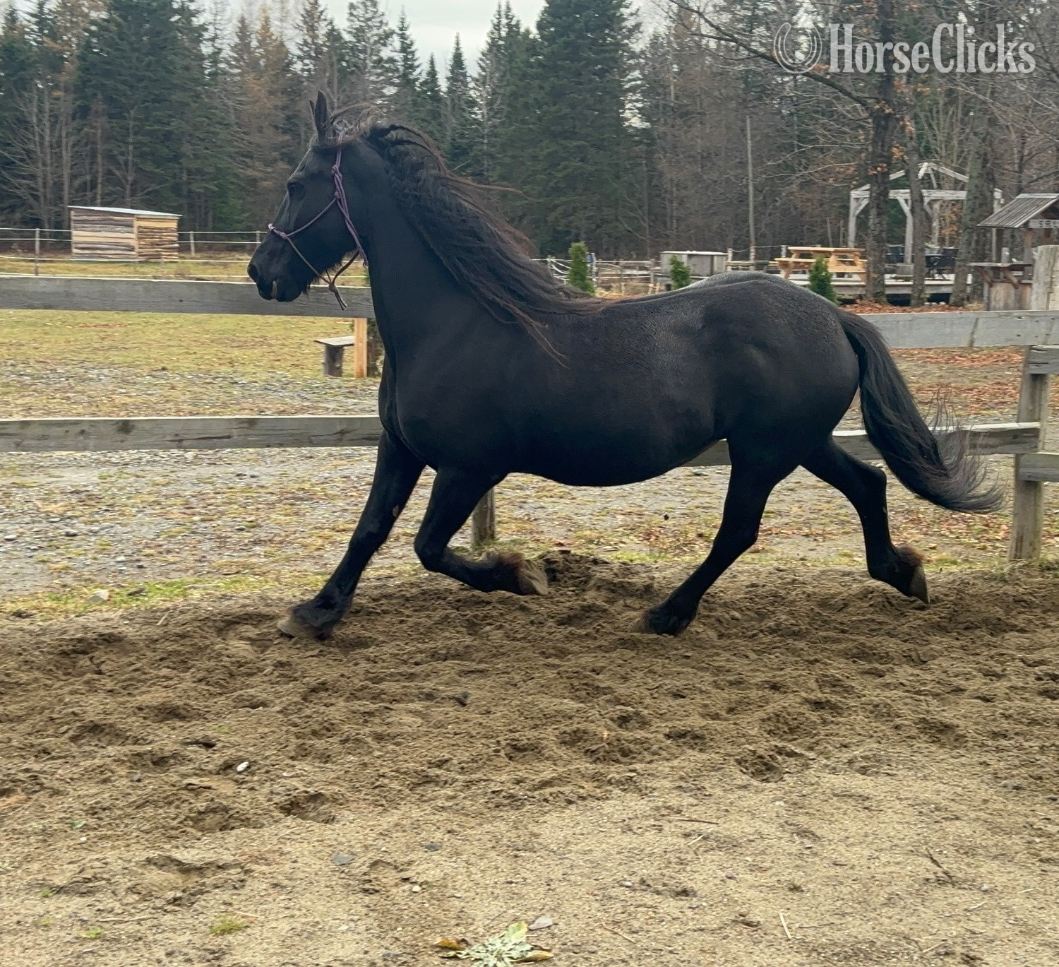 "Fionha L.S.F" Black Mare Friesian in Quebec