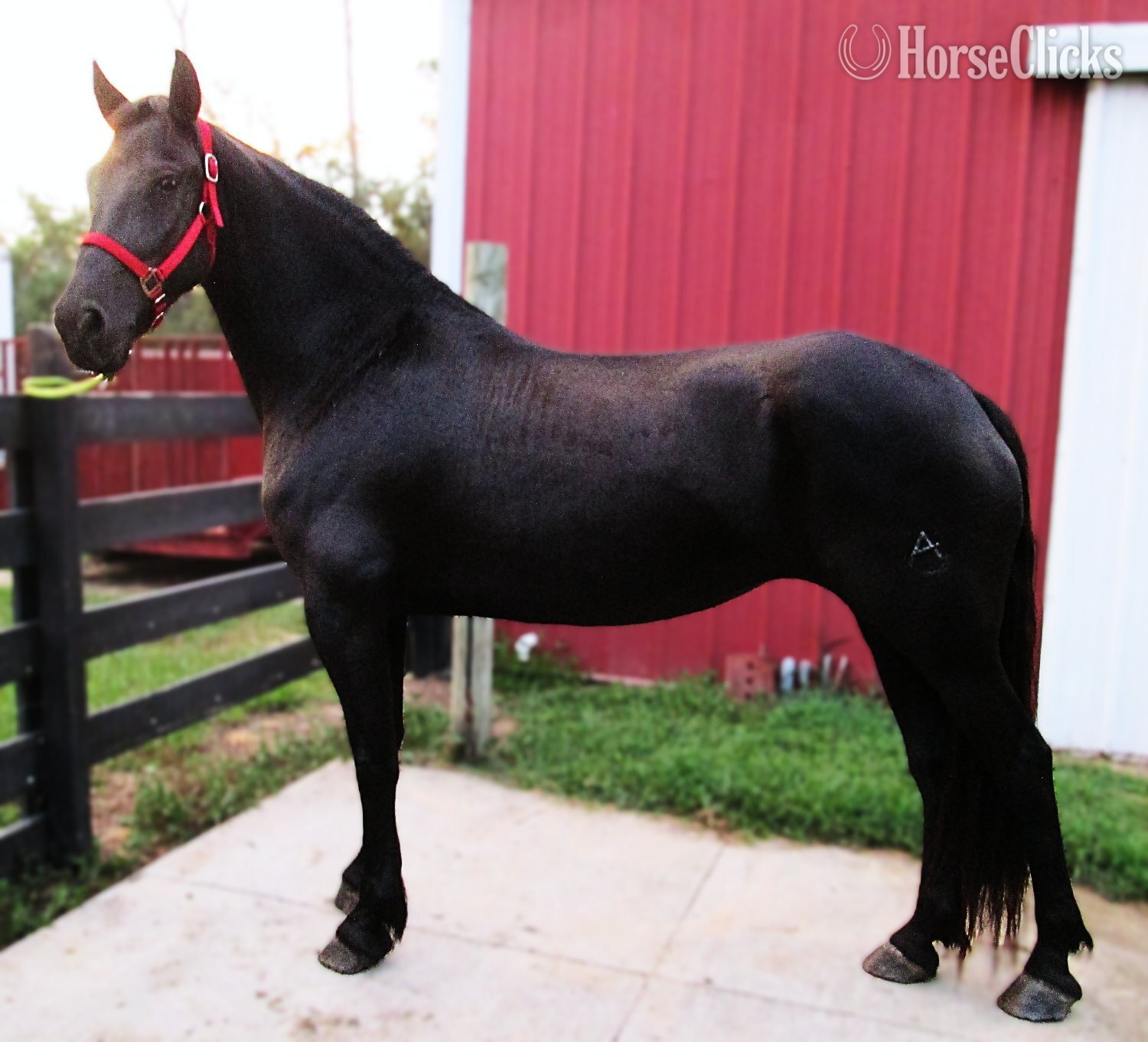 "Natalie's Angelique" Black Mare Friesian in Florida