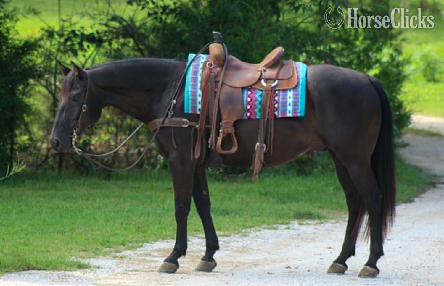 "CARTER" Black Gelding Quarter Horse in Texas