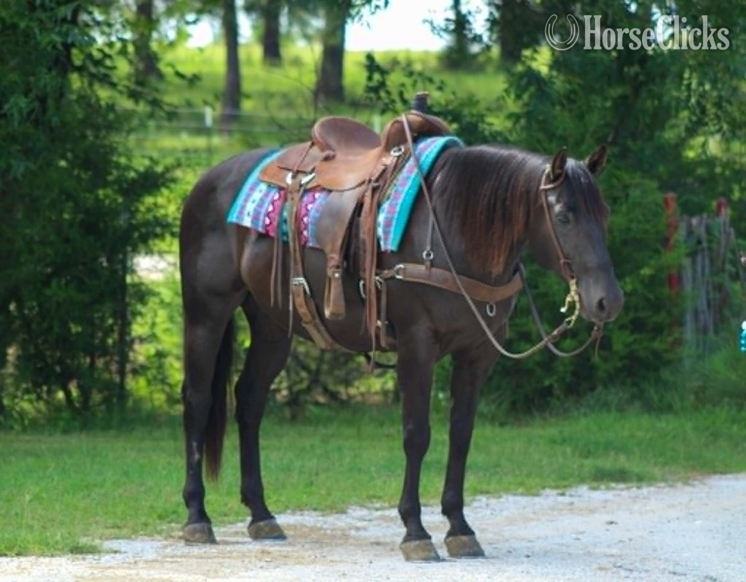 "CARTER" Black Gelding Quarter Horse