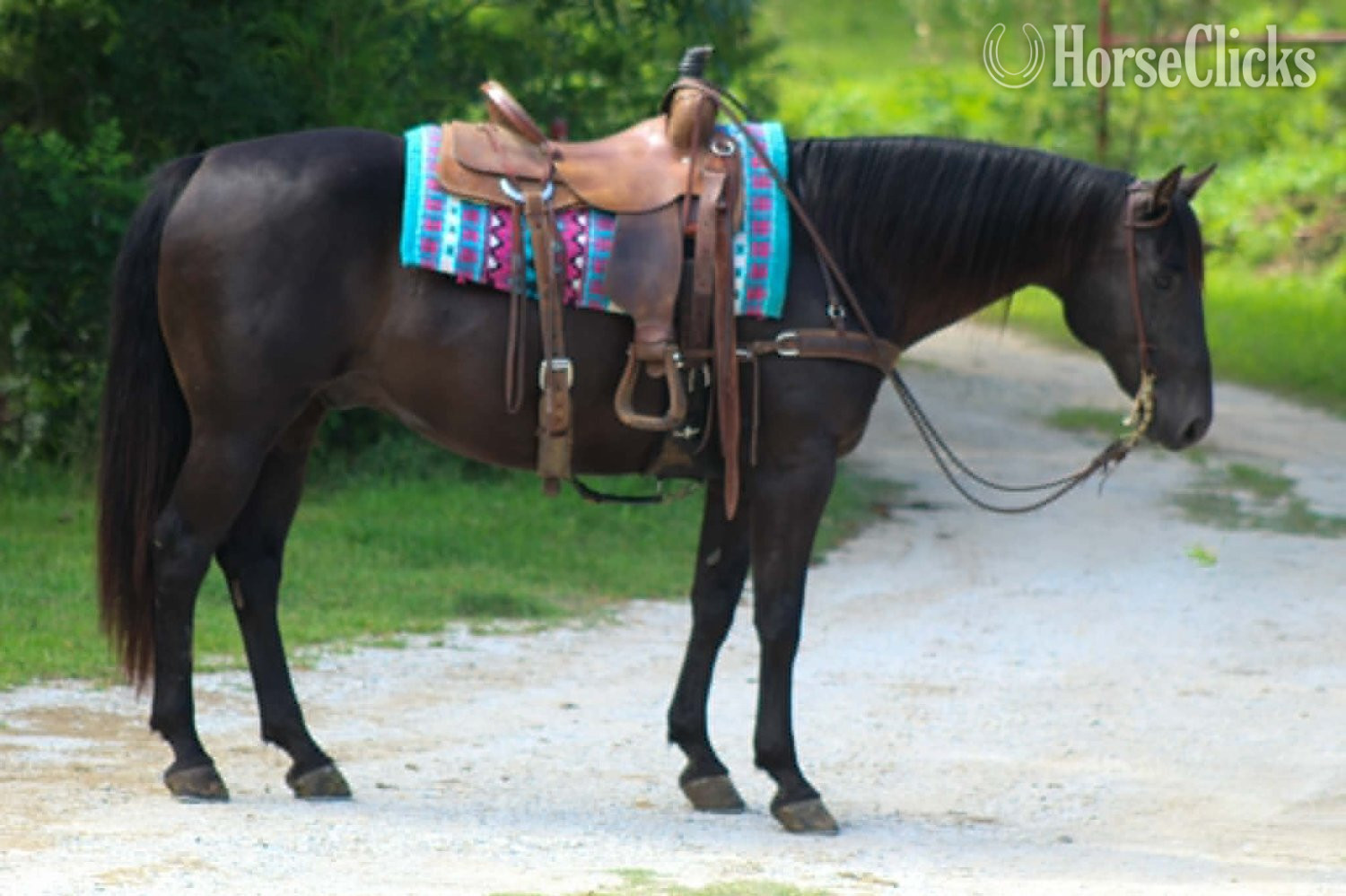 Texas "CARTER" Black Gelding Quarter Horse