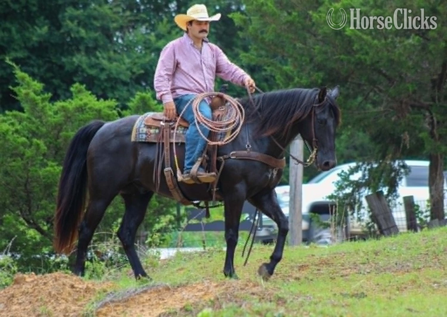 "CARTER" Black Gelding Quarter Horse - Quarter Horse in Texas