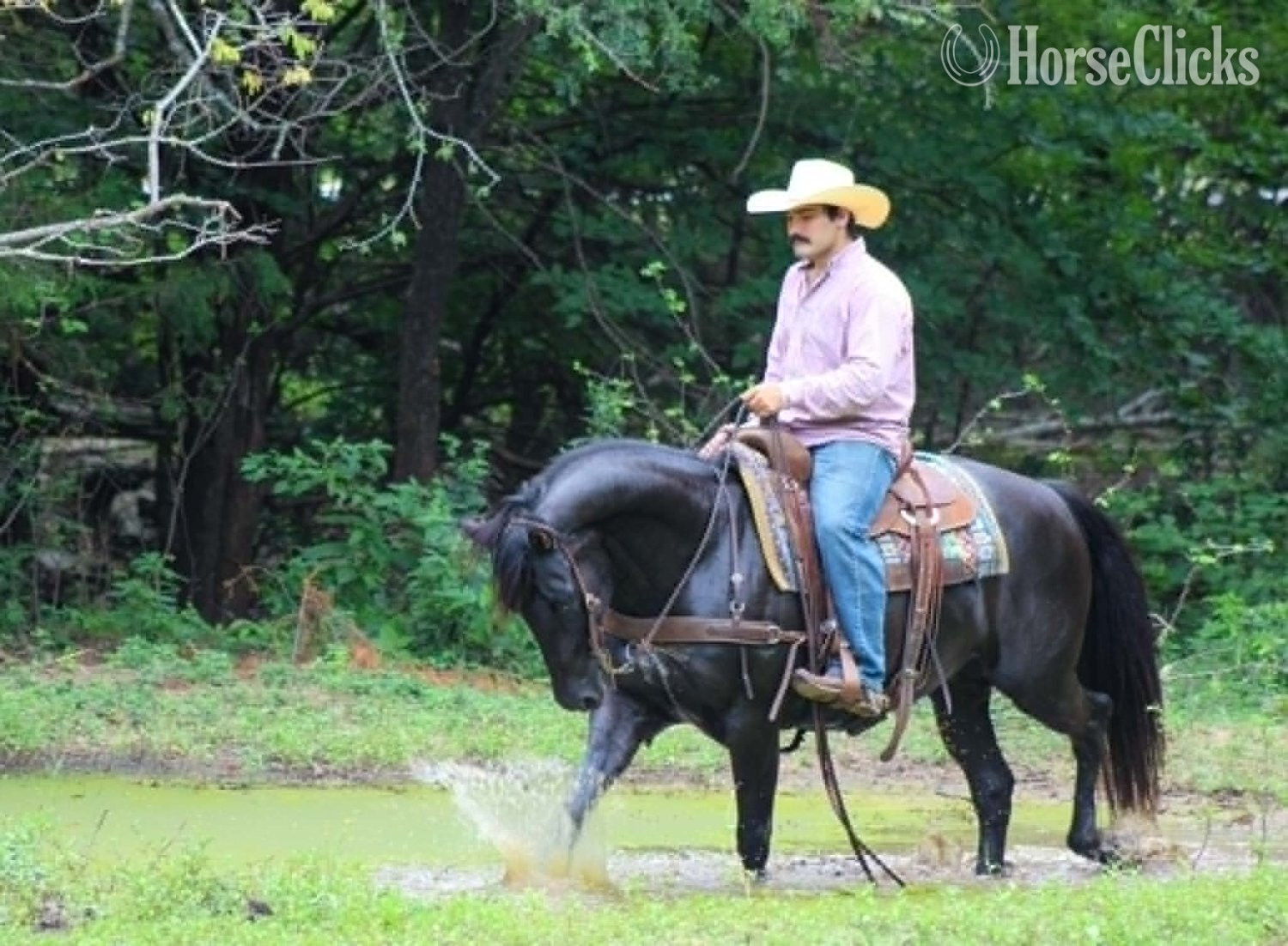 "CARTER" Black Gelding Quarter Horse - Quarter Horse