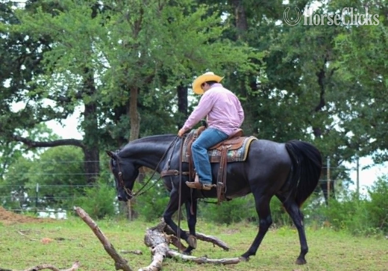 "CARTER" Black Gelding Quarter Horse Texas