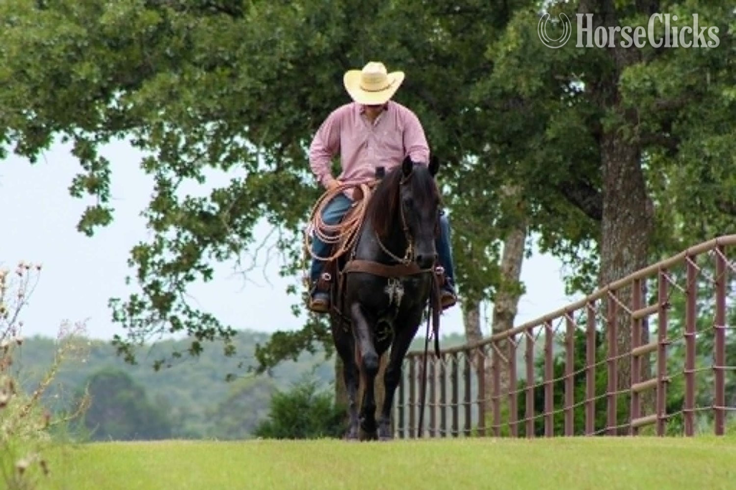 Quarter Horse - "CARTER" Black Gelding Quarter Horse in Texas