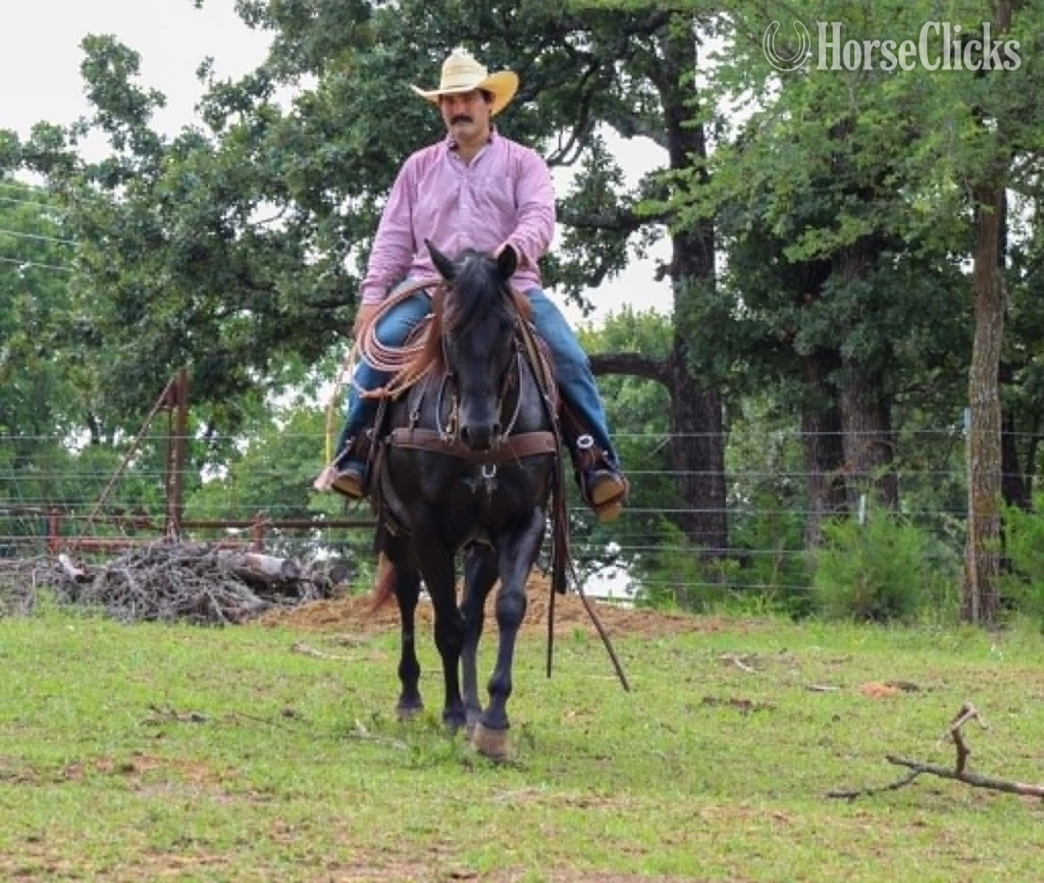 Quarter Horse - "CARTER" Black Gelding Quarter Horse
