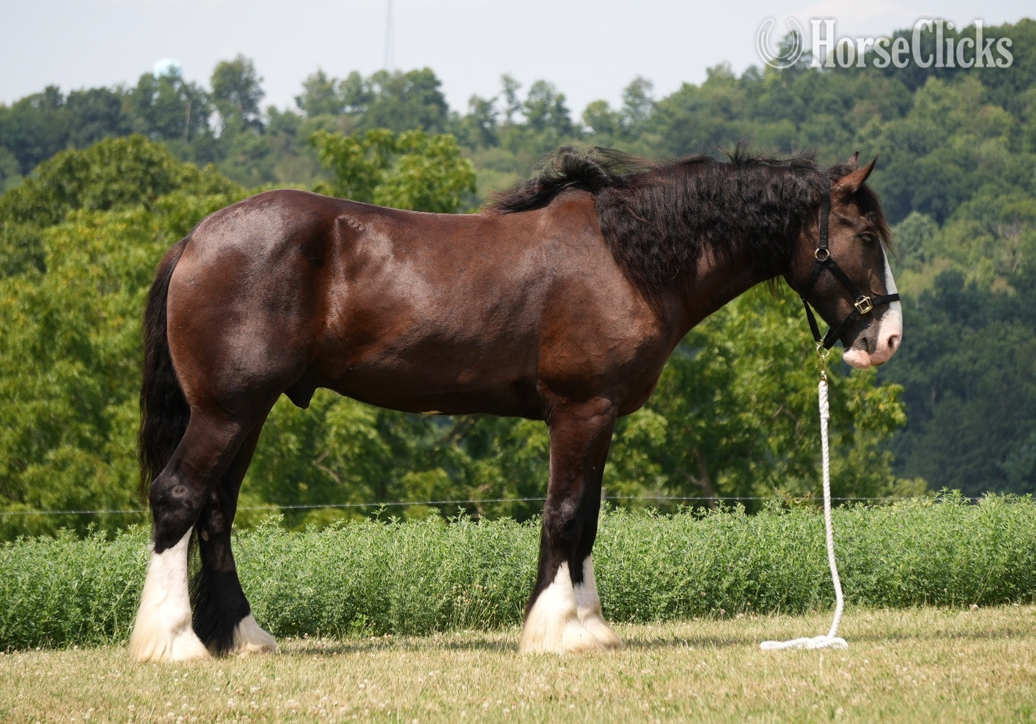 "Domino" Black Gelding Draft in Ohio