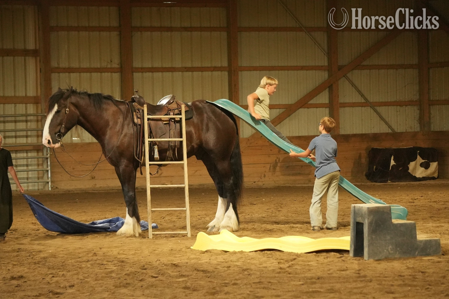 "Domino" Black Gelding Draft