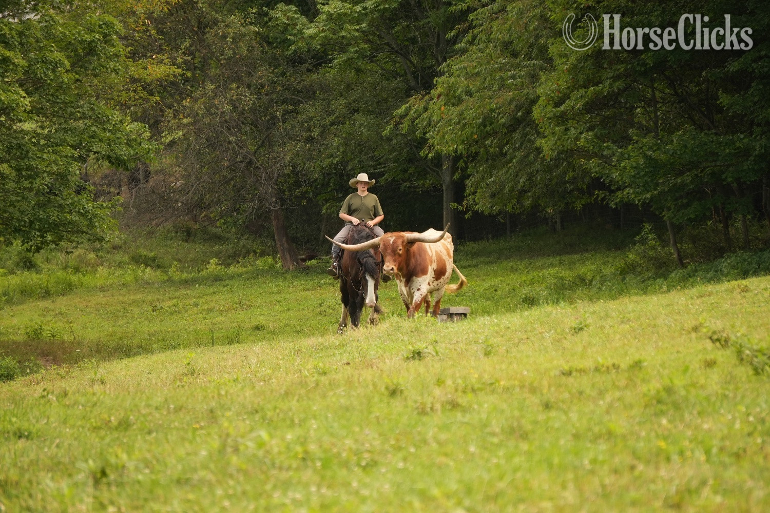 Ohio "Domino" Black Gelding Draft
