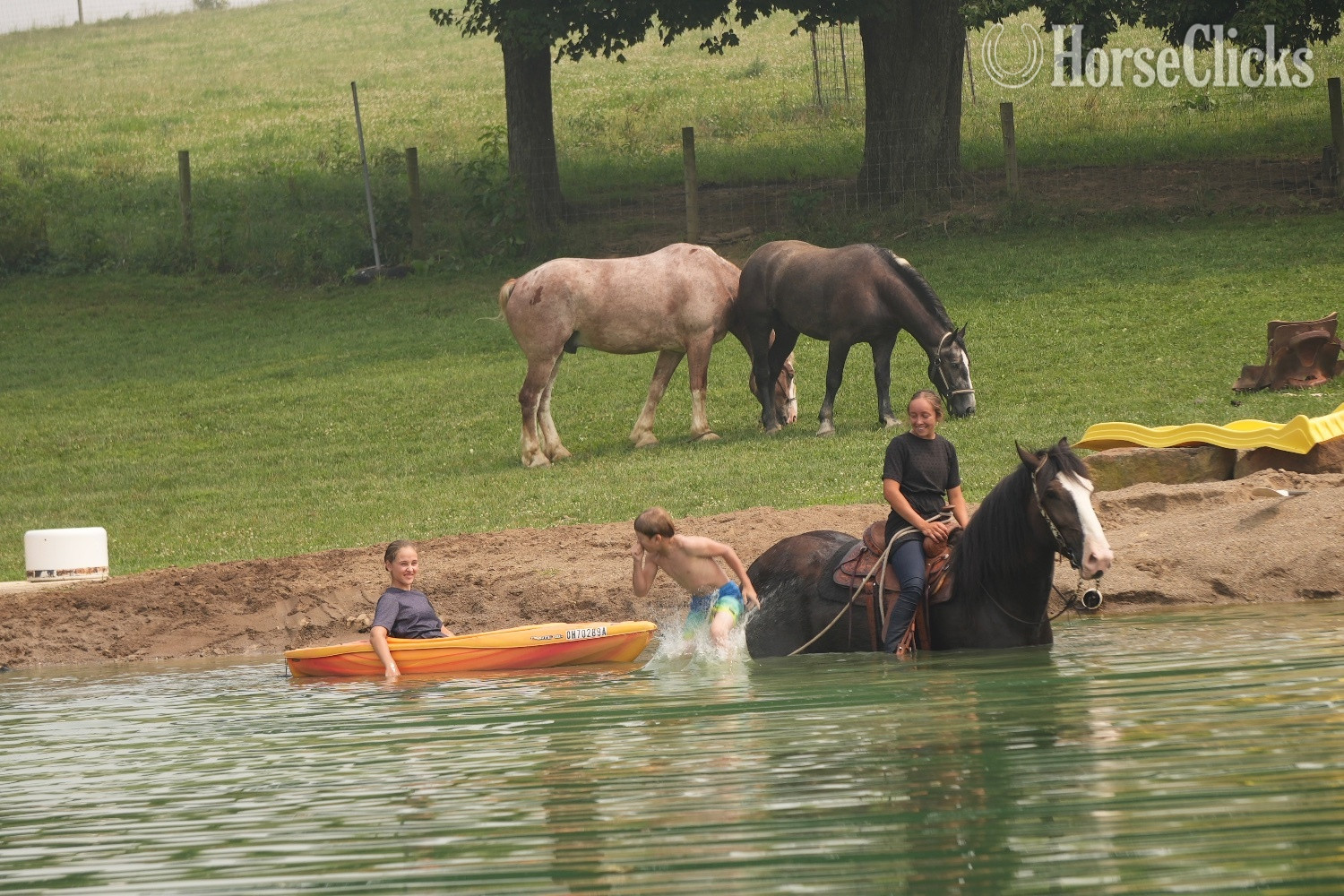 "Domino" Black Gelding Draft - Draft in Ohio