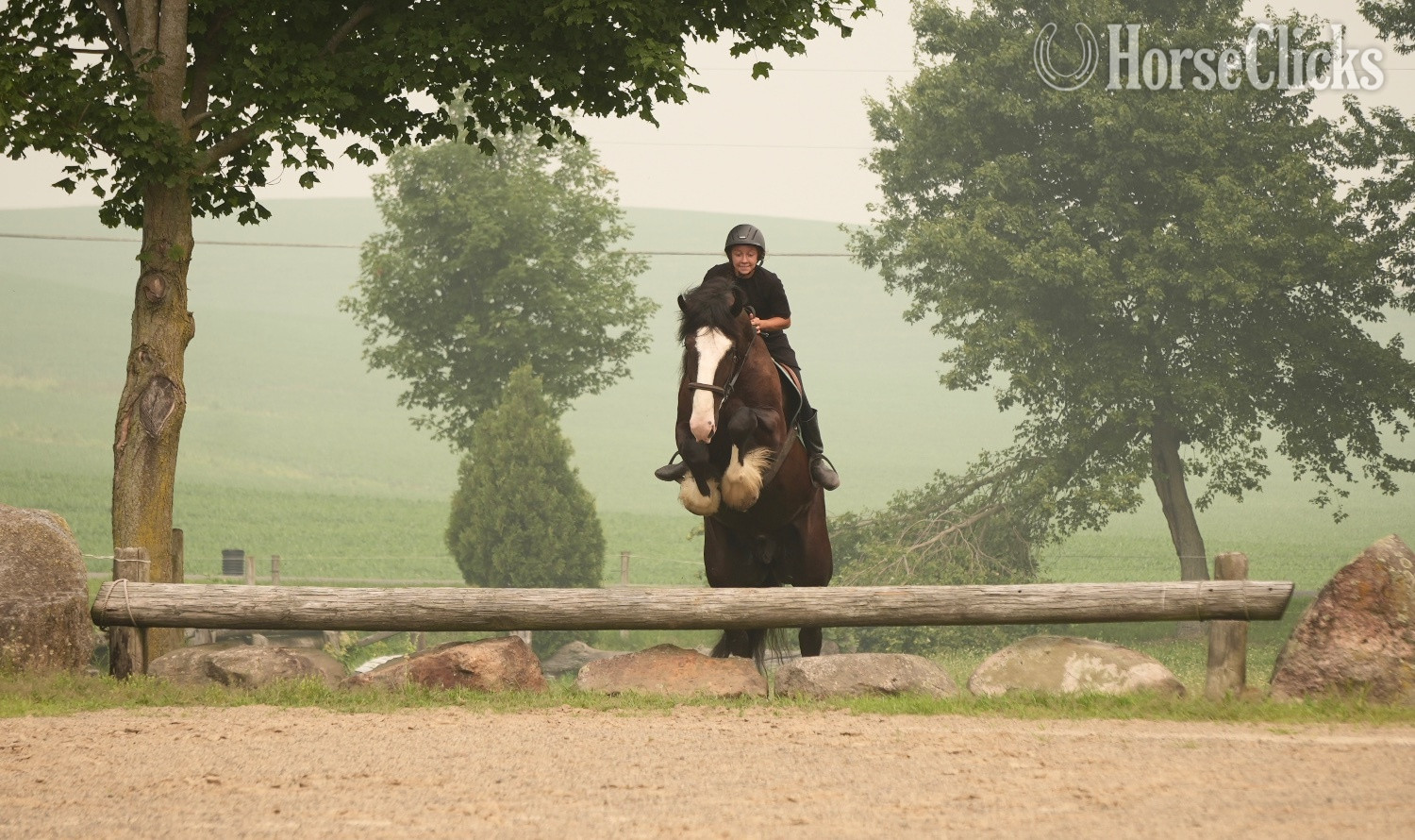"Domino" Black Gelding Draft - Draft