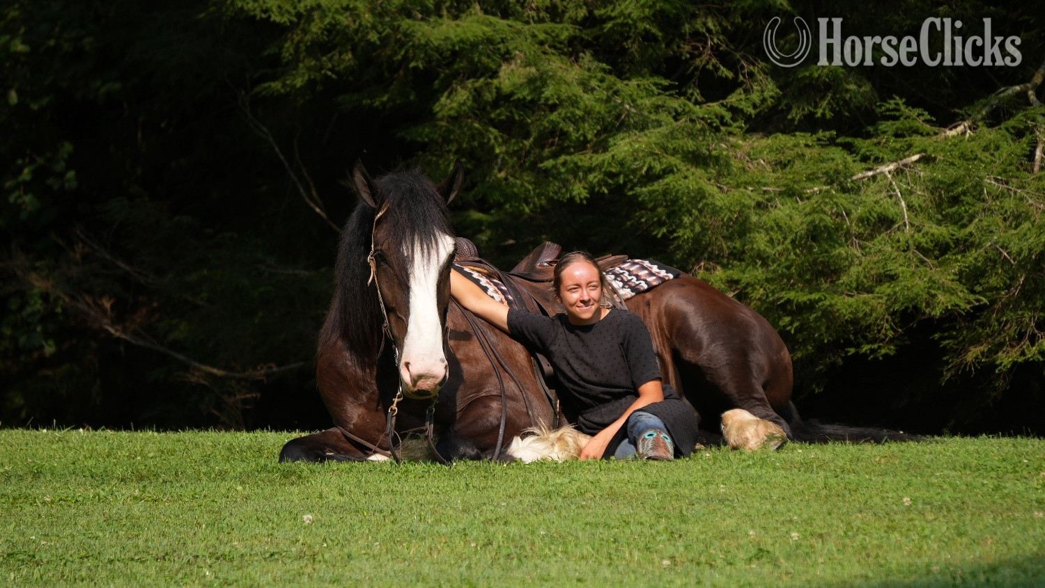 "Domino" Black Gelding Draft Ohio