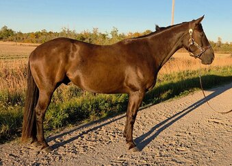 "Maverick "  Gelding Quarter Horse