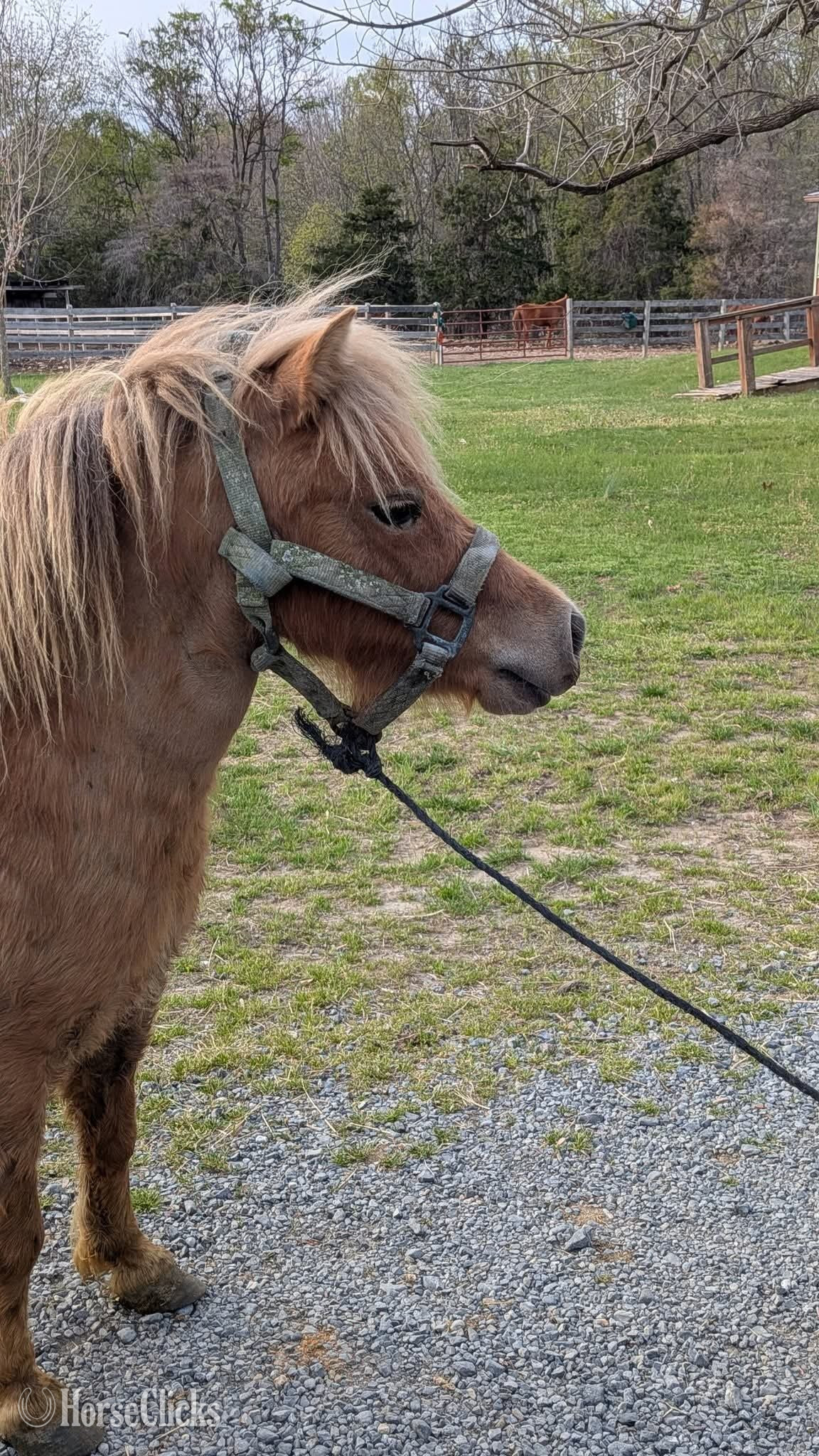 "Tater"  Mare Pony