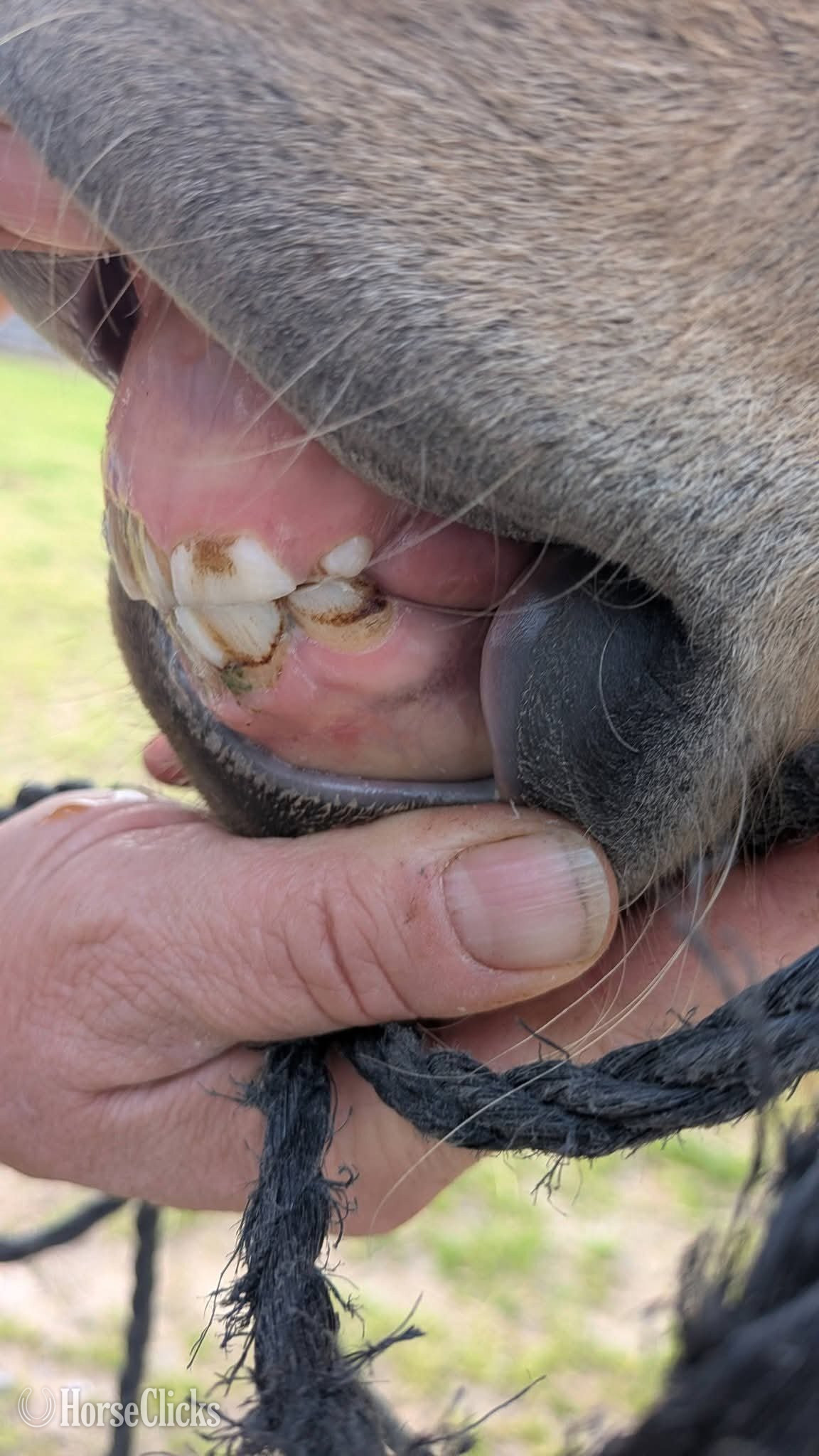 Texas "Tater"  Mare Pony