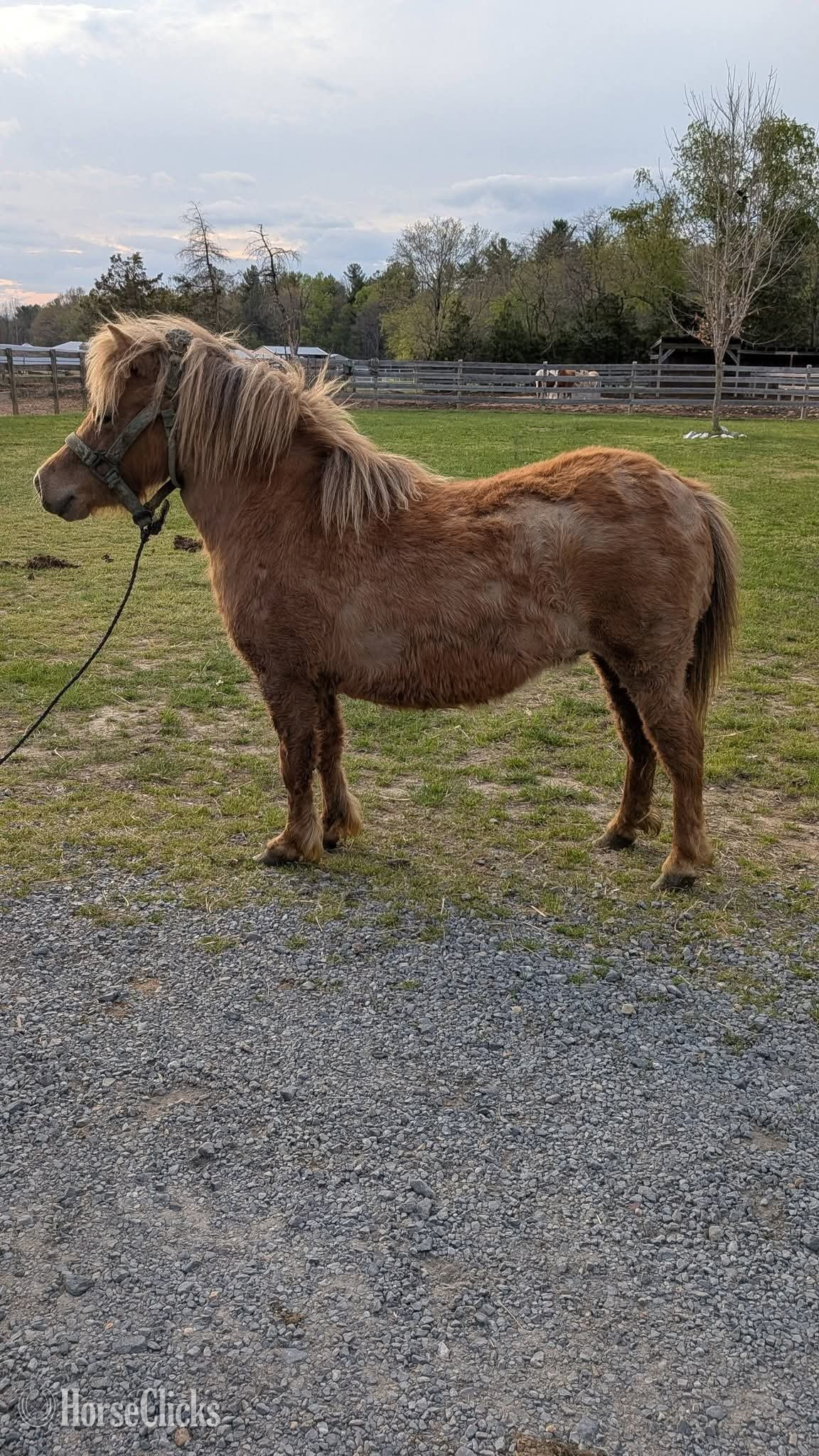 "Tater"  Mare Pony - Pony in Texas