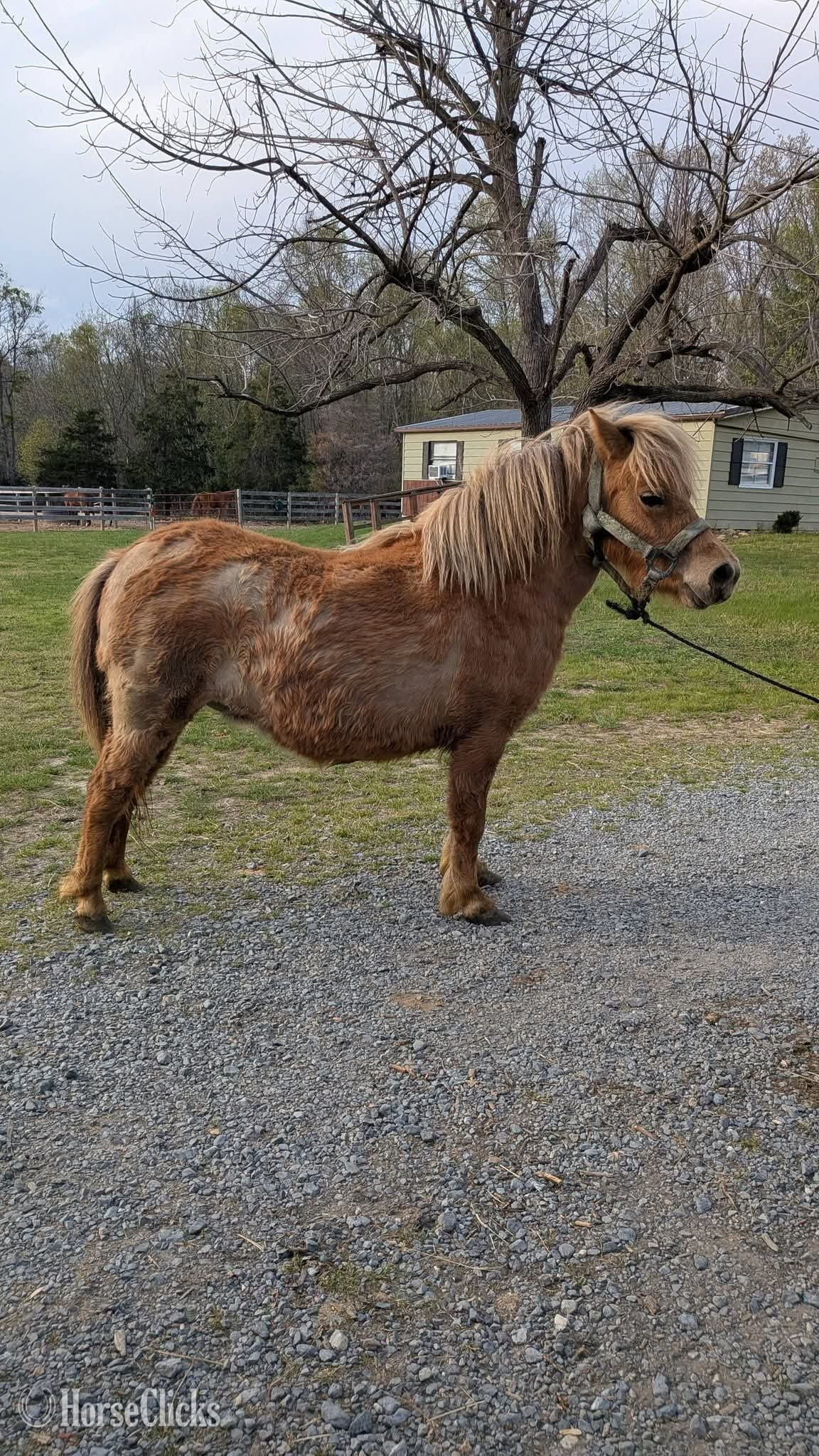 "Tater"  Mare Pony - Pony